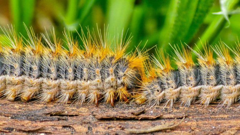 Chenille processionnaire : comment les tuer efficacement au sol